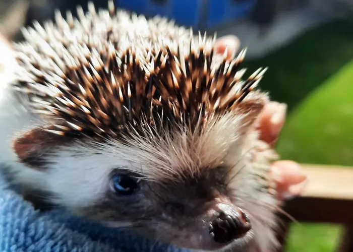 чолаковата къща Kopriwschtiza